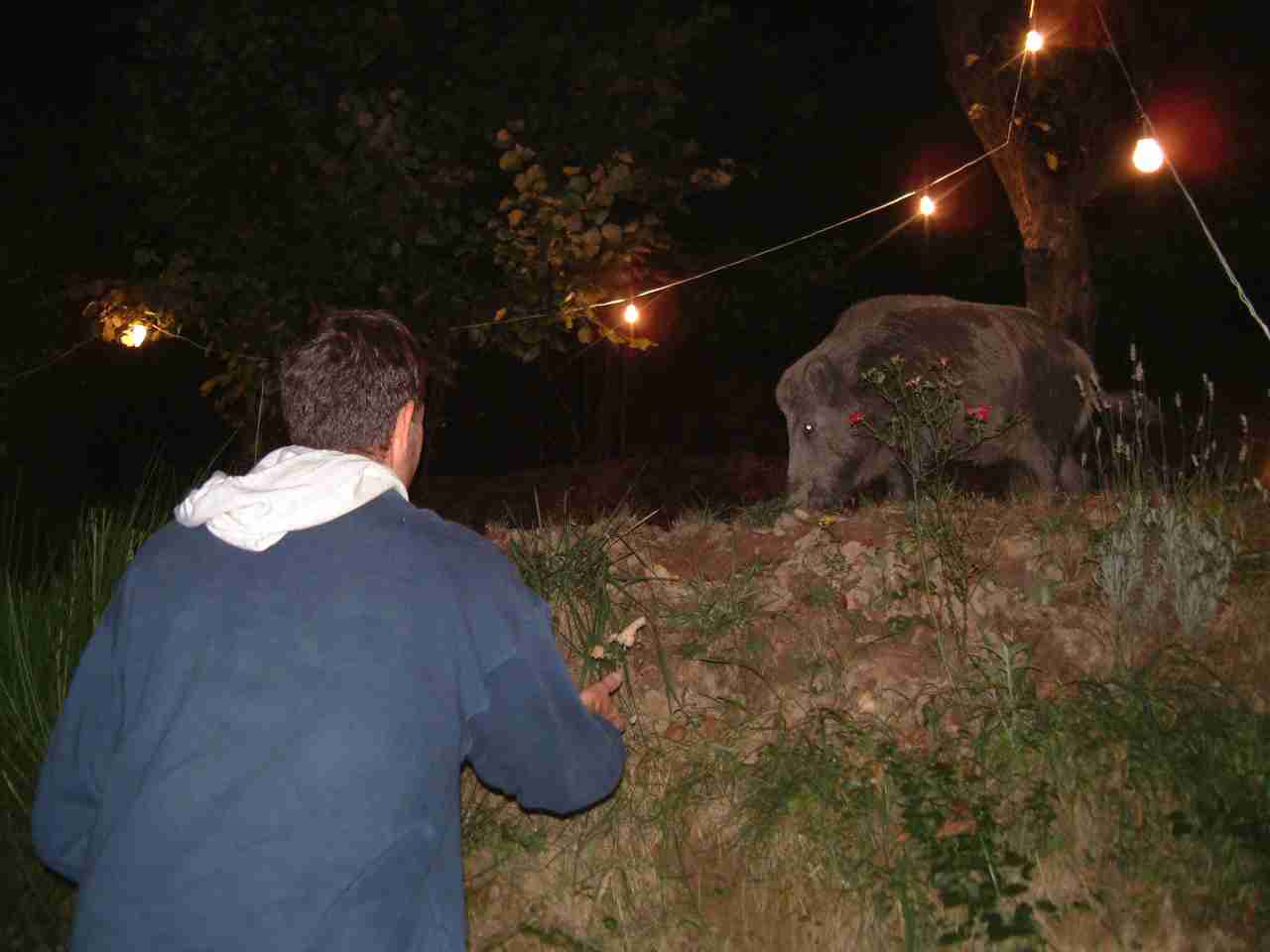  Image name: fau21-E.jpg 
 width: 1280 pixel 
 height: 960 pixel 
 Size: 46620 bytes 
 Click to enlarge 